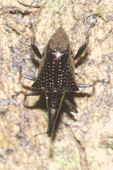 Scolopterus tetracanthus