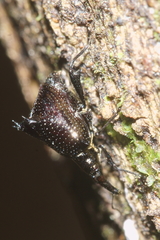 Scolopterus tetracanthus