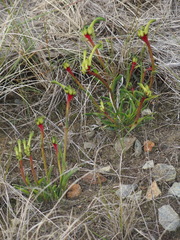 Anigozanthos bicolor decrescens