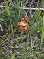 Sphaerolobium grandiflorum