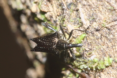 Scolopterus tetracanthus