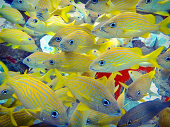 Haemulon flavolineatum