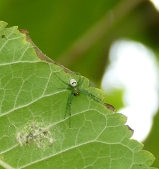 Bijoaraneus mitificus