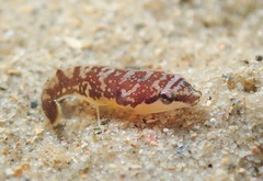 Aspasmogaster costata