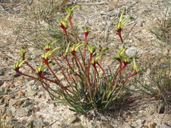Anigozanthos bicolor decrescens
