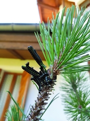 Gilpinia socia