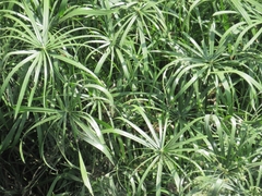 Cyperus alterniflorus
