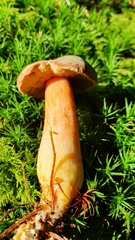 Xerocomus ferrugineus