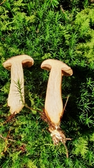 Xerocomus ferrugineus