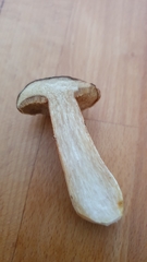 Xerocomus ferrugineus