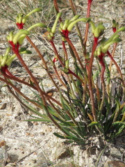 Anigozanthos bicolor decrescens