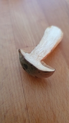 Xerocomus ferrugineus