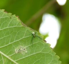 Bijoaraneus mitificus