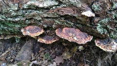 Fungi