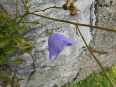 Campanula carpatica
