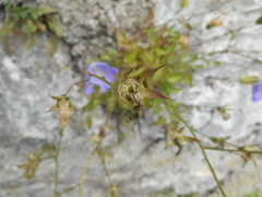 Campanula carpatica