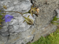 Campanula carpatica