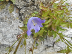 Campanula carpatica