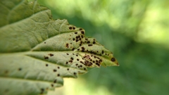 Triphragmium ulmariae