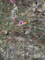 Kunzea recurva