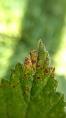 Triphragmium ulmariae