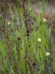 Petrophile squamata