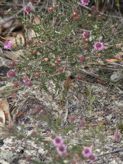 Kunzea recurva