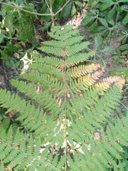 Pteridium tauricum