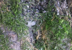 Pseudicius encarpatus