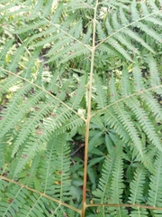 Pteridium tauricum