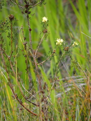 Petrophile squamata
