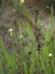 Petrophile squamata
