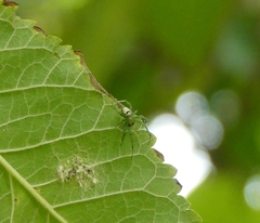 Bijoaraneus mitificus