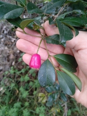Syzygium australe
