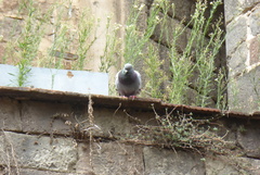 Columba livia