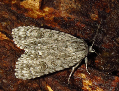 Acronicta impleta