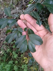 Syzygium australe