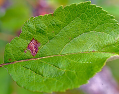 Stigmella incognitella