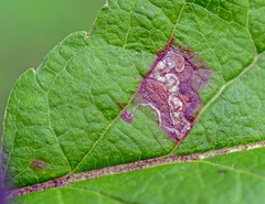 Stigmella incognitella