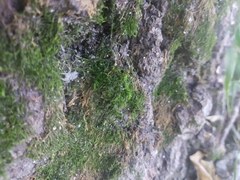 Pseudicius encarpatus