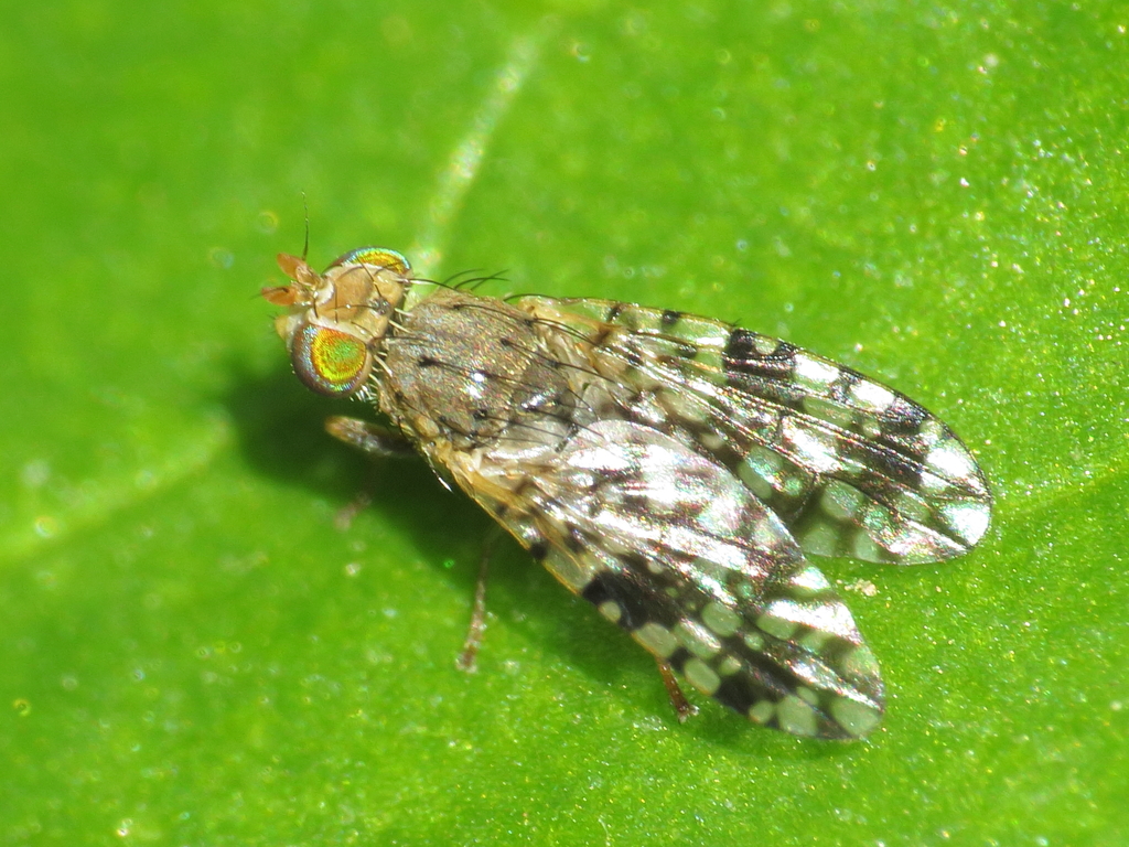 Tephritis praecox