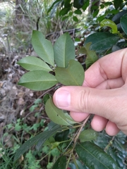 Syzygium australe