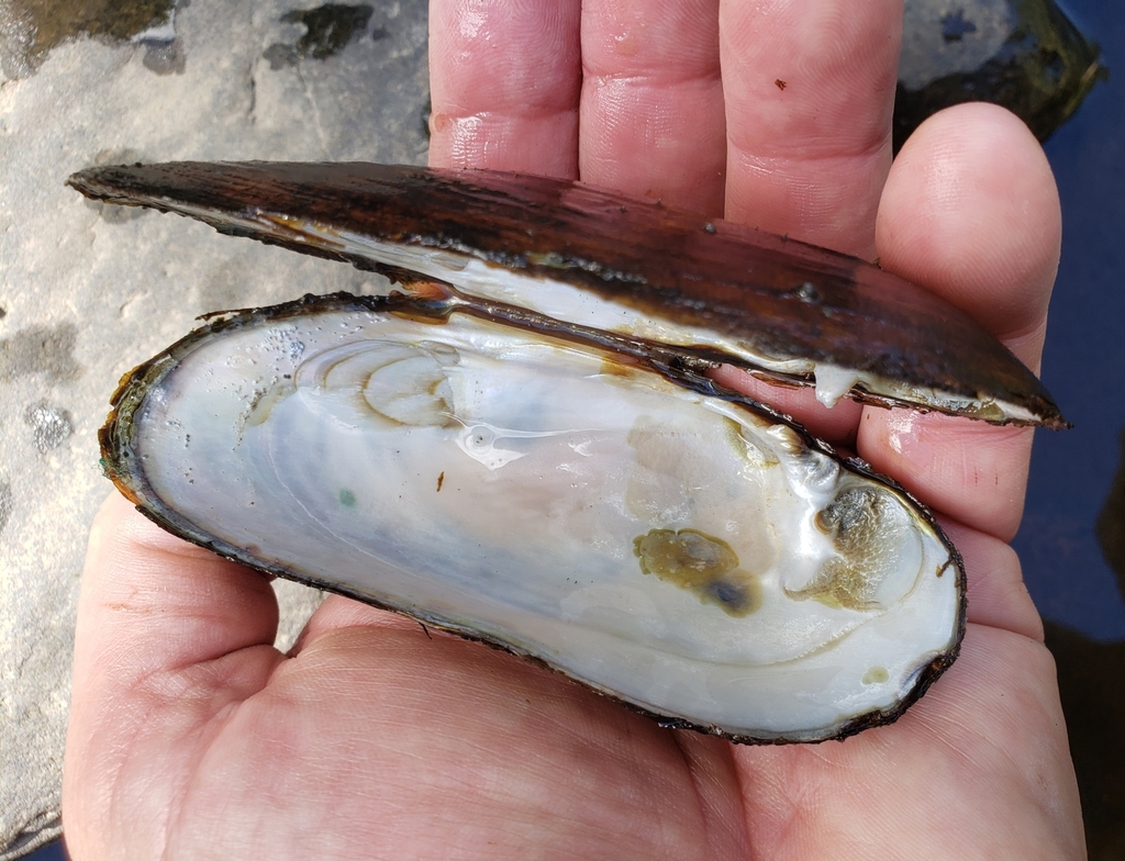 Typical Pearl Mussels