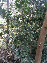 Syzygium australe