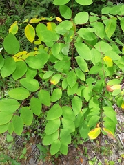 Apocynum androsaemifolium image