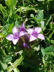 Gentianella campestris campestris