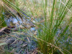Juncus pauciflorus
