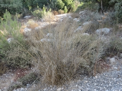 Poaceae