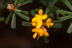 Pultenaea retusa