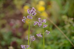 Valeriana barbulata